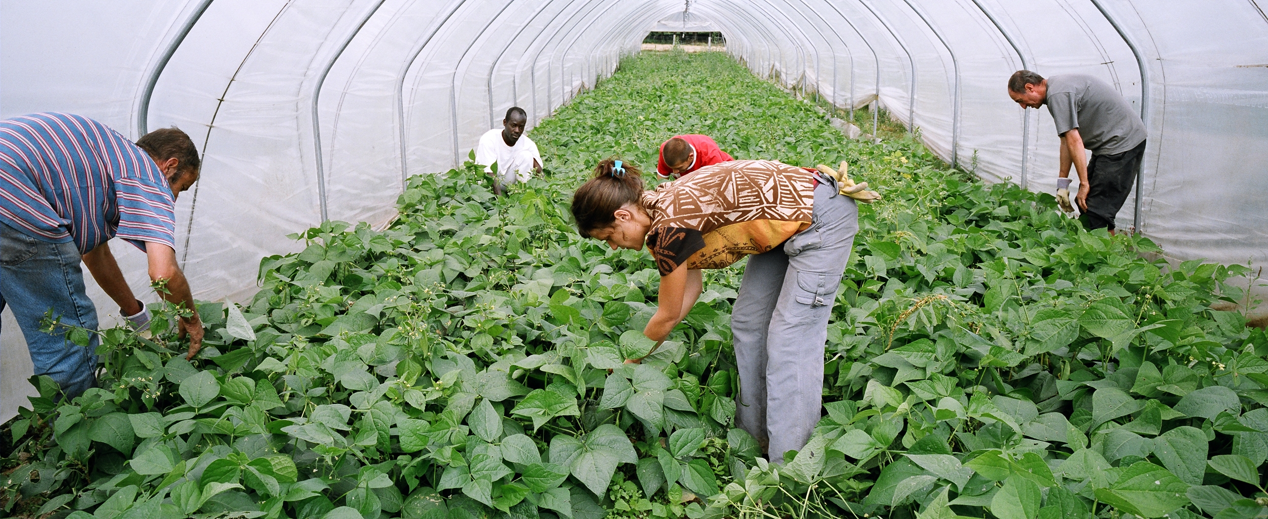 Le maraîchage social du réseau Cocagne ⋆ lesgoodnews